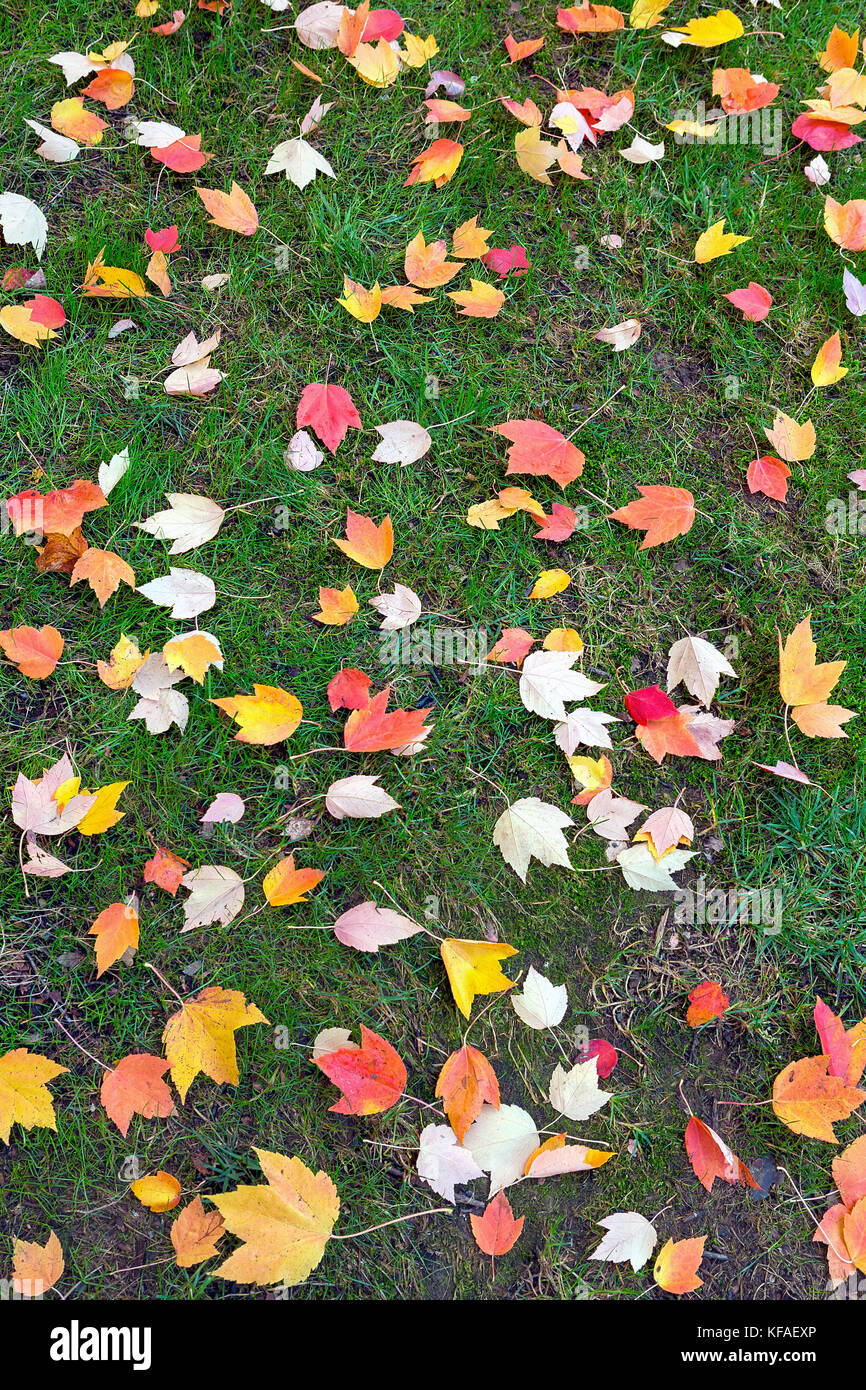 Fall Maple tree leaves on green grass lawn in backyard garden Stock Photo