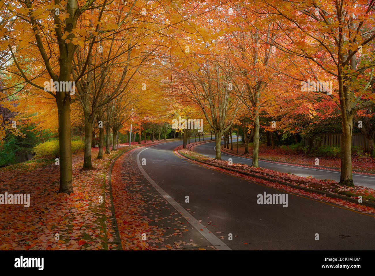 Maple Tree Lined Street in North American Suburban Neighborhood street in fall season Stock Photo