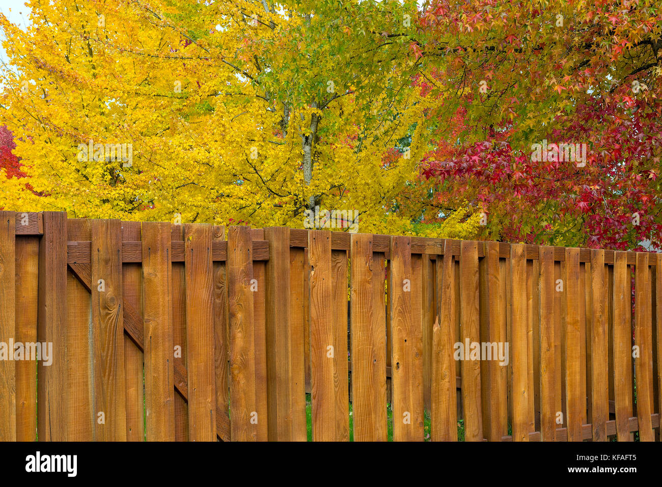 Maple Sweetgum Trees in bright vibrant peak fall colors by garden backyard wood fence Stock Photo