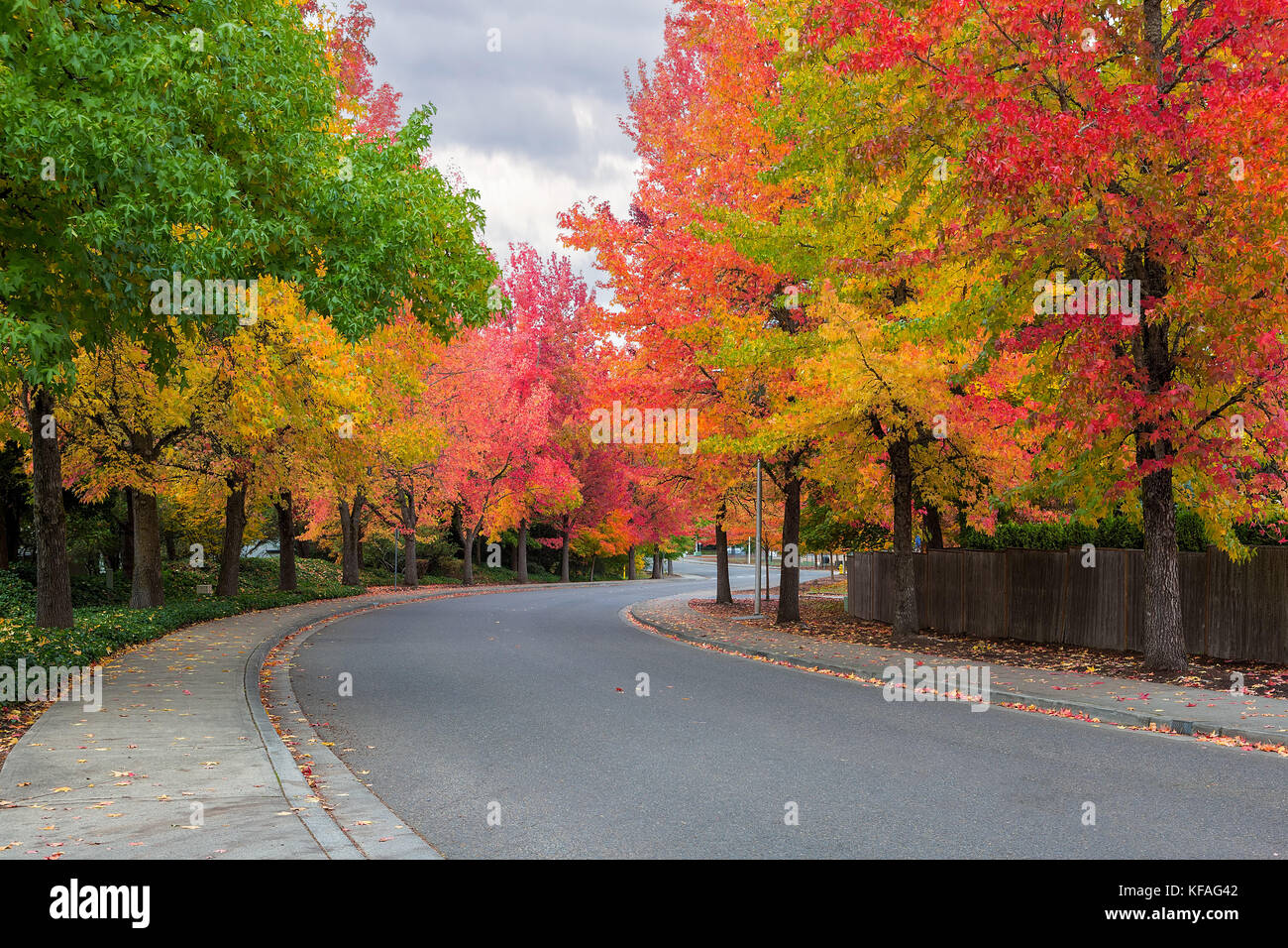American Sweetgum trees lined street in suburban North American neighborhood street in fall season Stock Photo