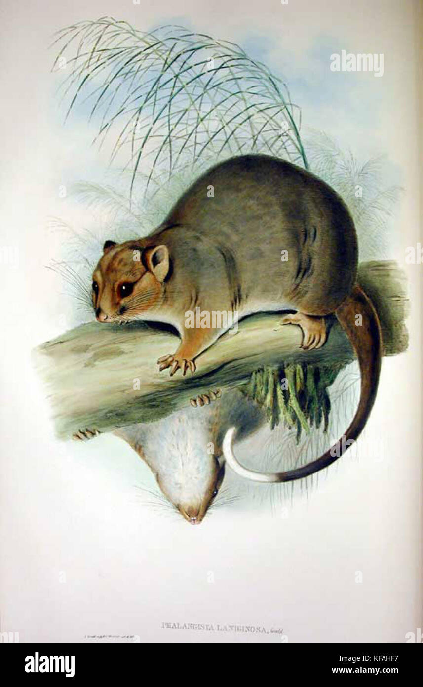 Pseudocheirus peregrinus 3 Gould Stock Photo - Alamy