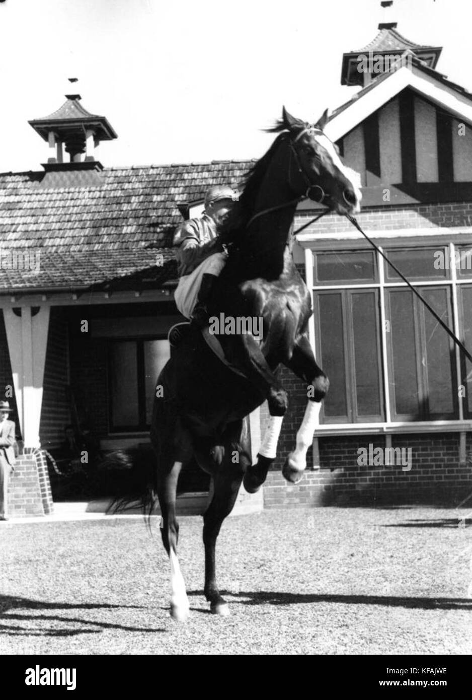 1 124711 Rearing racehorse, Brisbane, 1939 Stock Photo Alamy