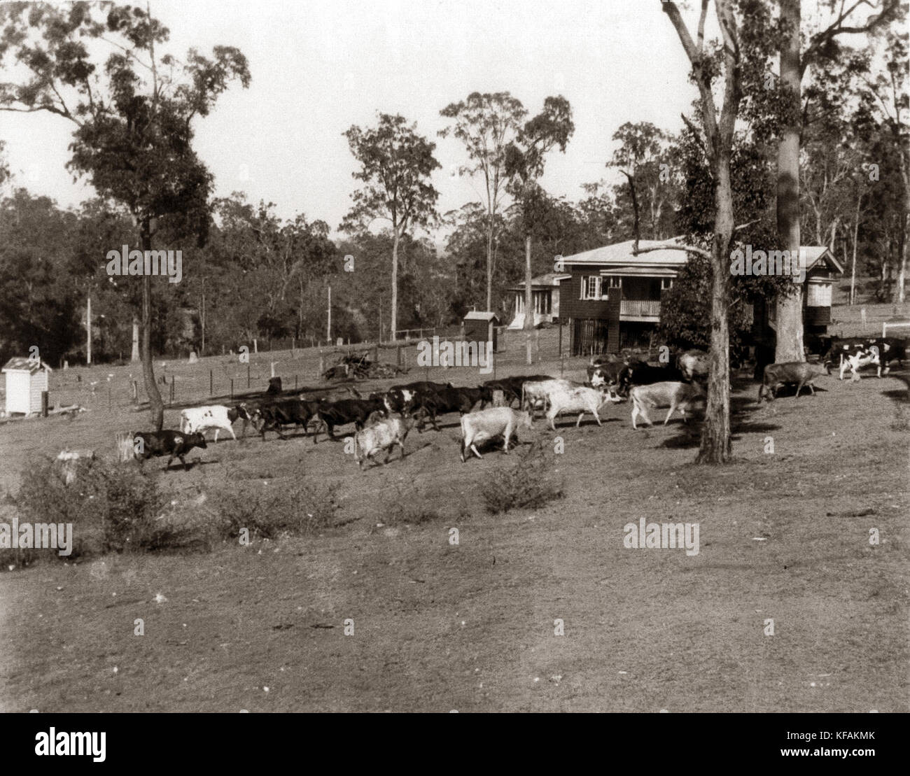 38 Piddington St, St Johns Wood, Ashgrove, Brisbane Ekka Wednesday 1938 Stock Photo