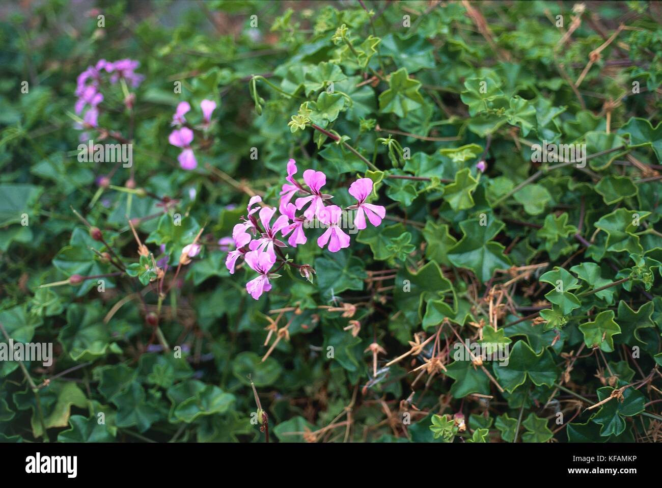 Botany, Geraniacee, Pelargonium (Pelargonium peltatum) Stock Photo