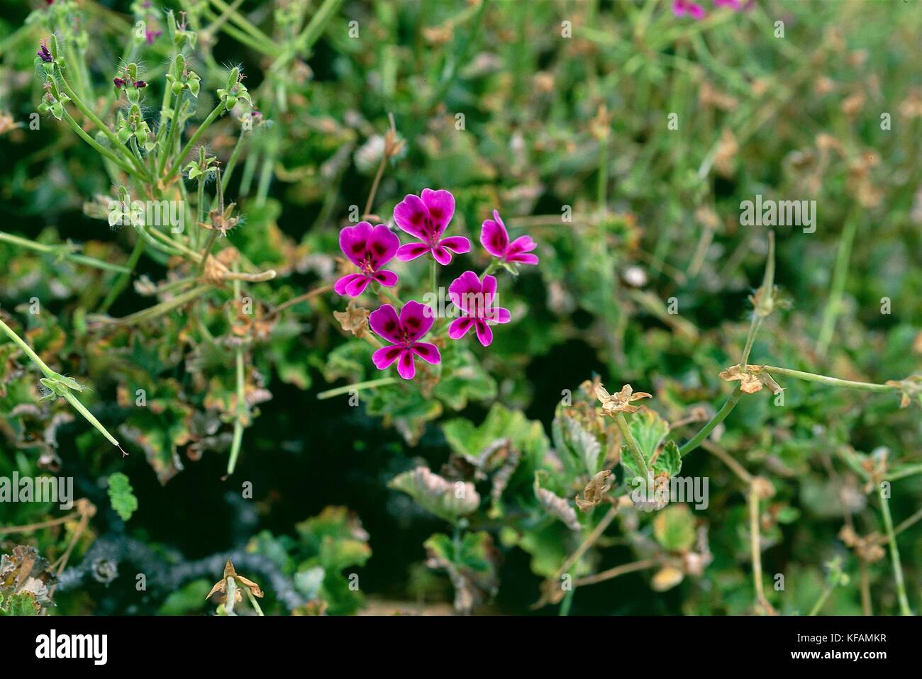 Botany, Geraniacee, Pelargonium (Pelargonium rhodanthum). Stock Photo
