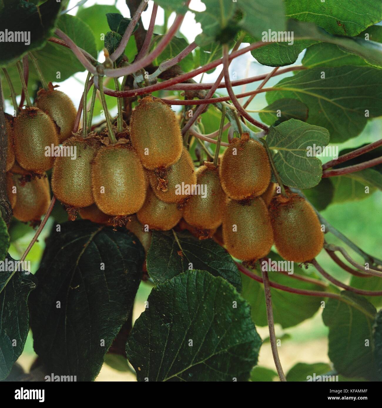 BOTANY, Actinidia chinensis ACTINIDIACEE FRUITS Stock Photo