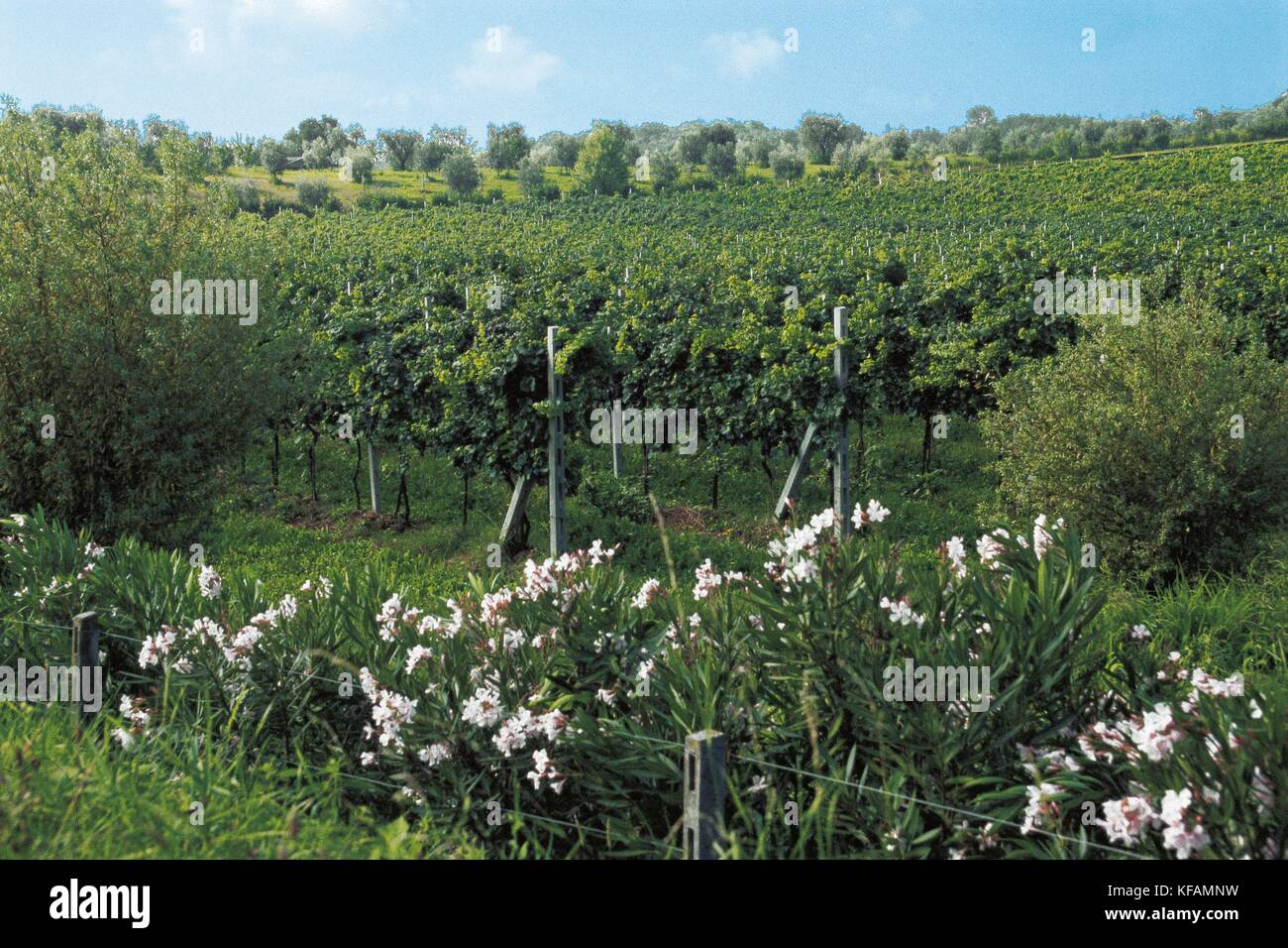 Trentino Valley Vineyards Dell'Adige Stock Photo