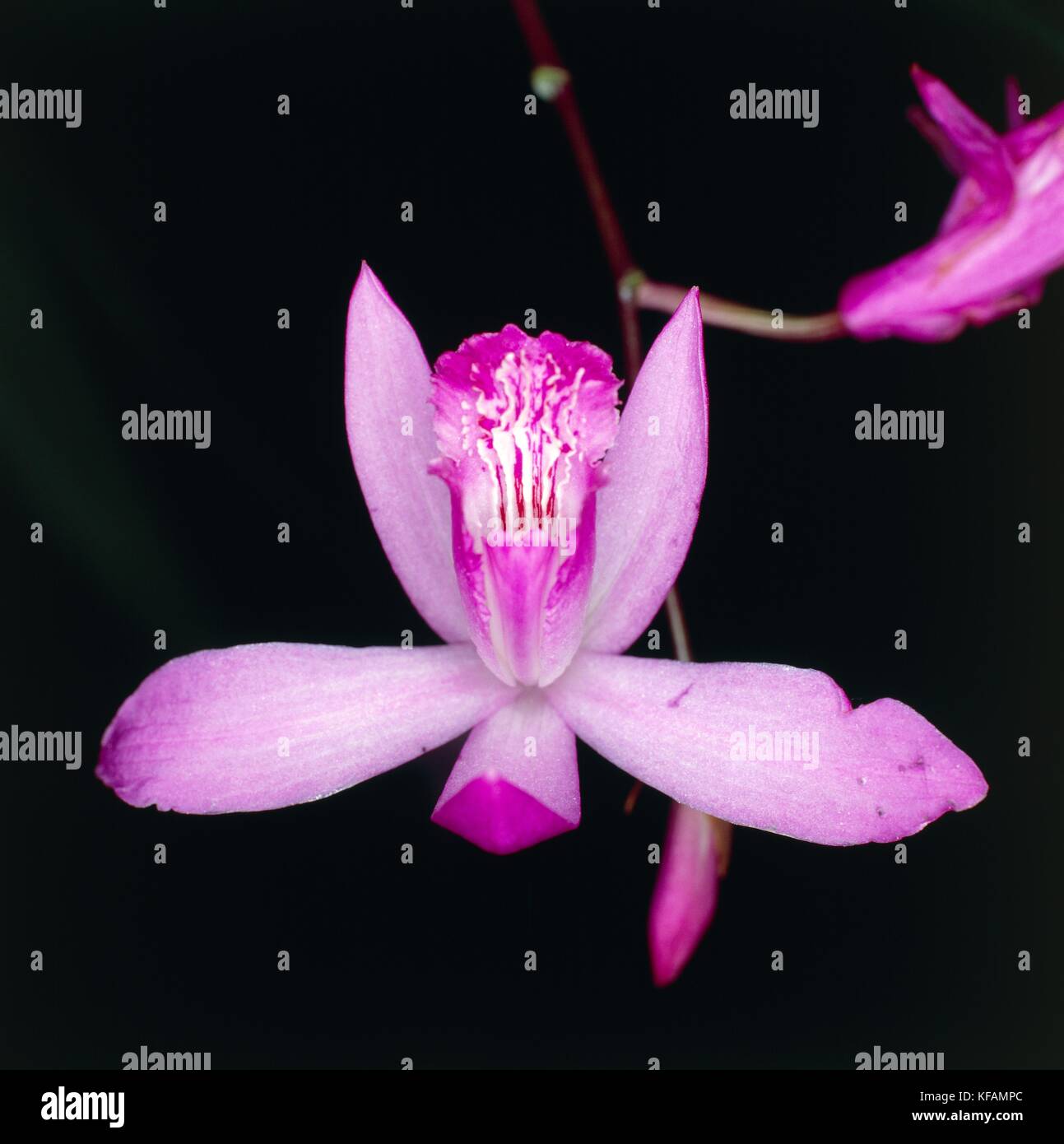 BOTANY, Orchidaceae BLETILLA STRIPED HYACYNTHINA Stock Photo