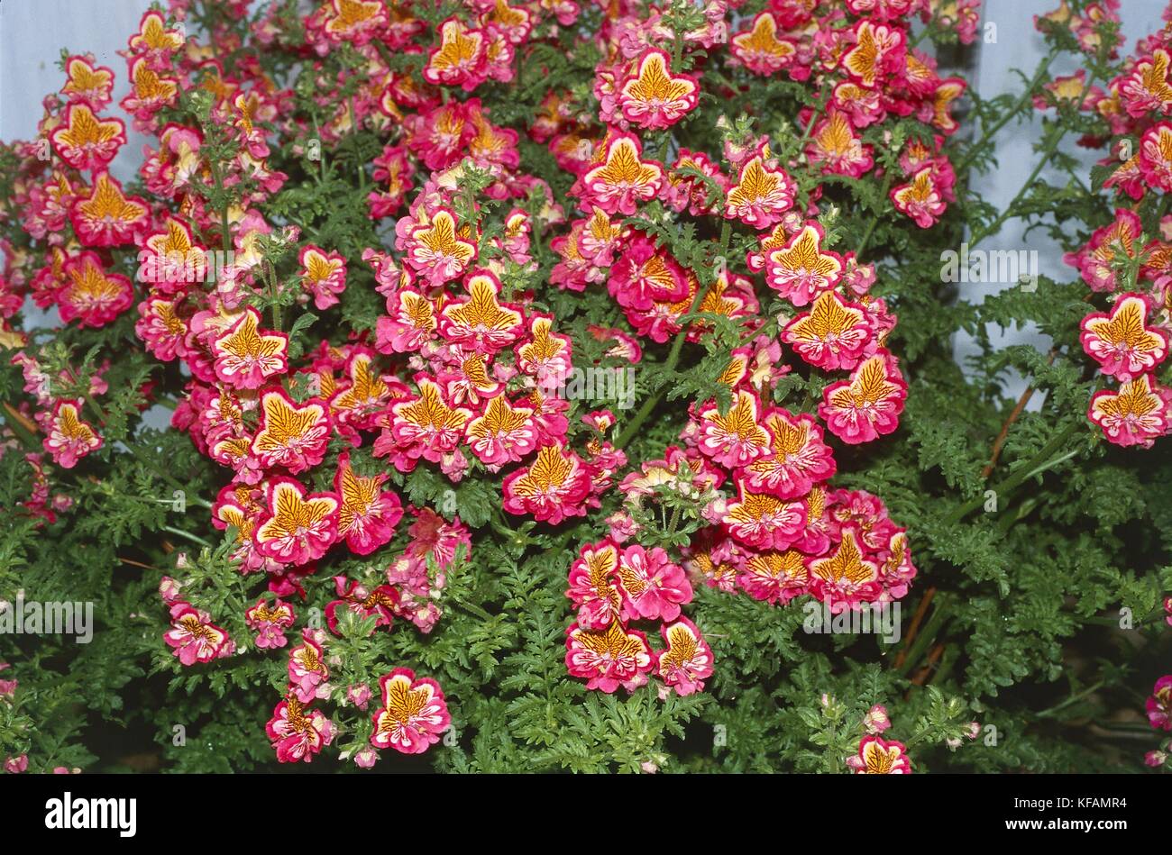 Botany, Scrophulariacee, Schizanthus 'Red Carnaval.' Stock Photo
