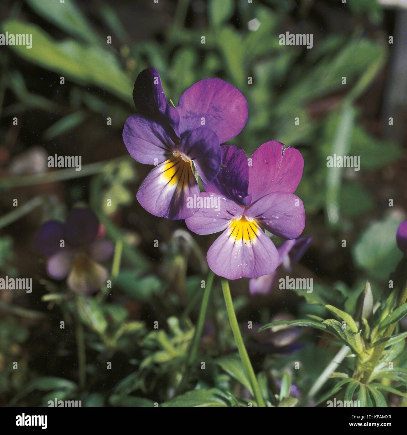 Horned Pansy (Viola cornuta), Violaceae. Stock Photo