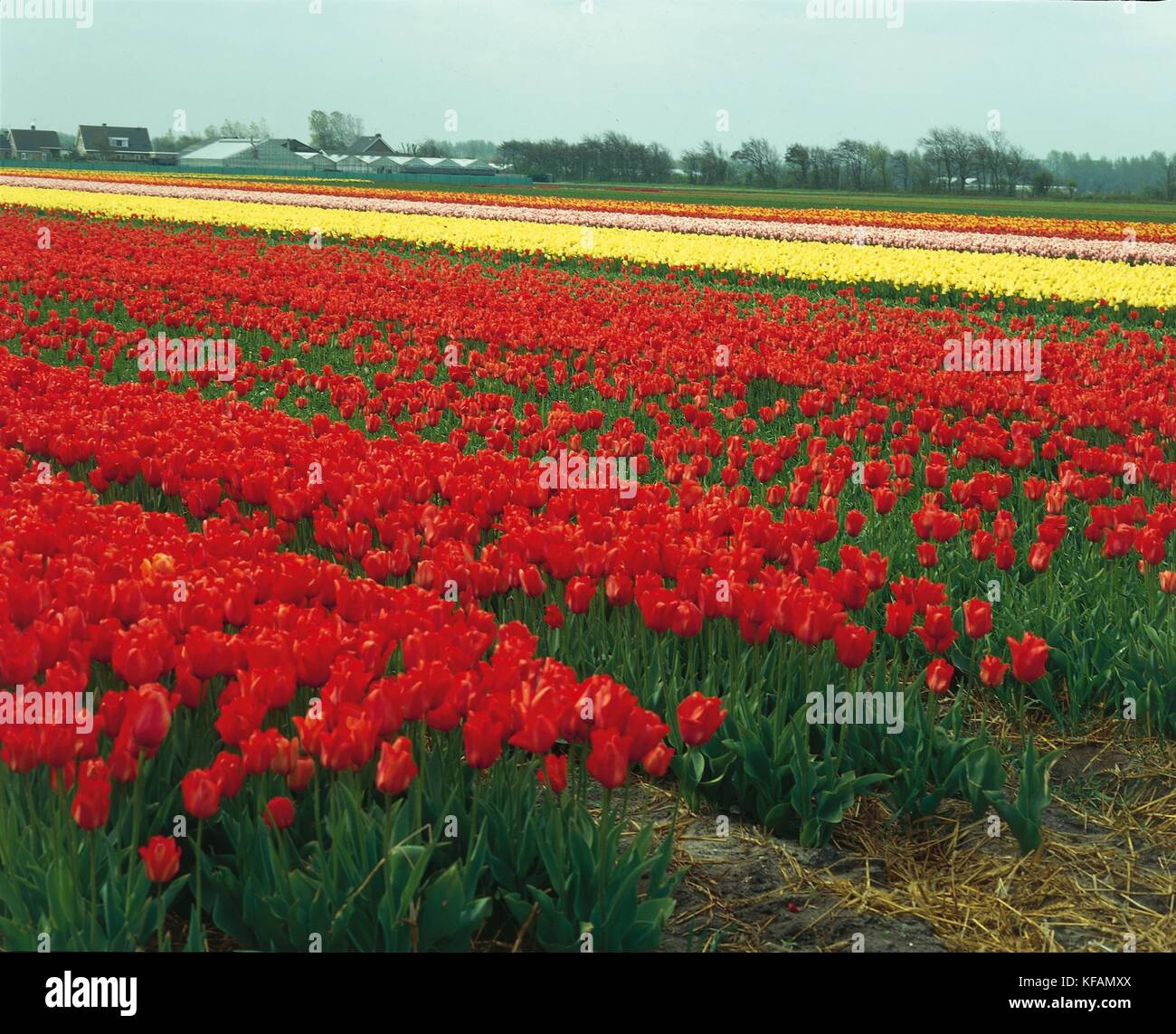 Netherlands, Netherlands, Around Lisse. Growing tulips Stock Photo