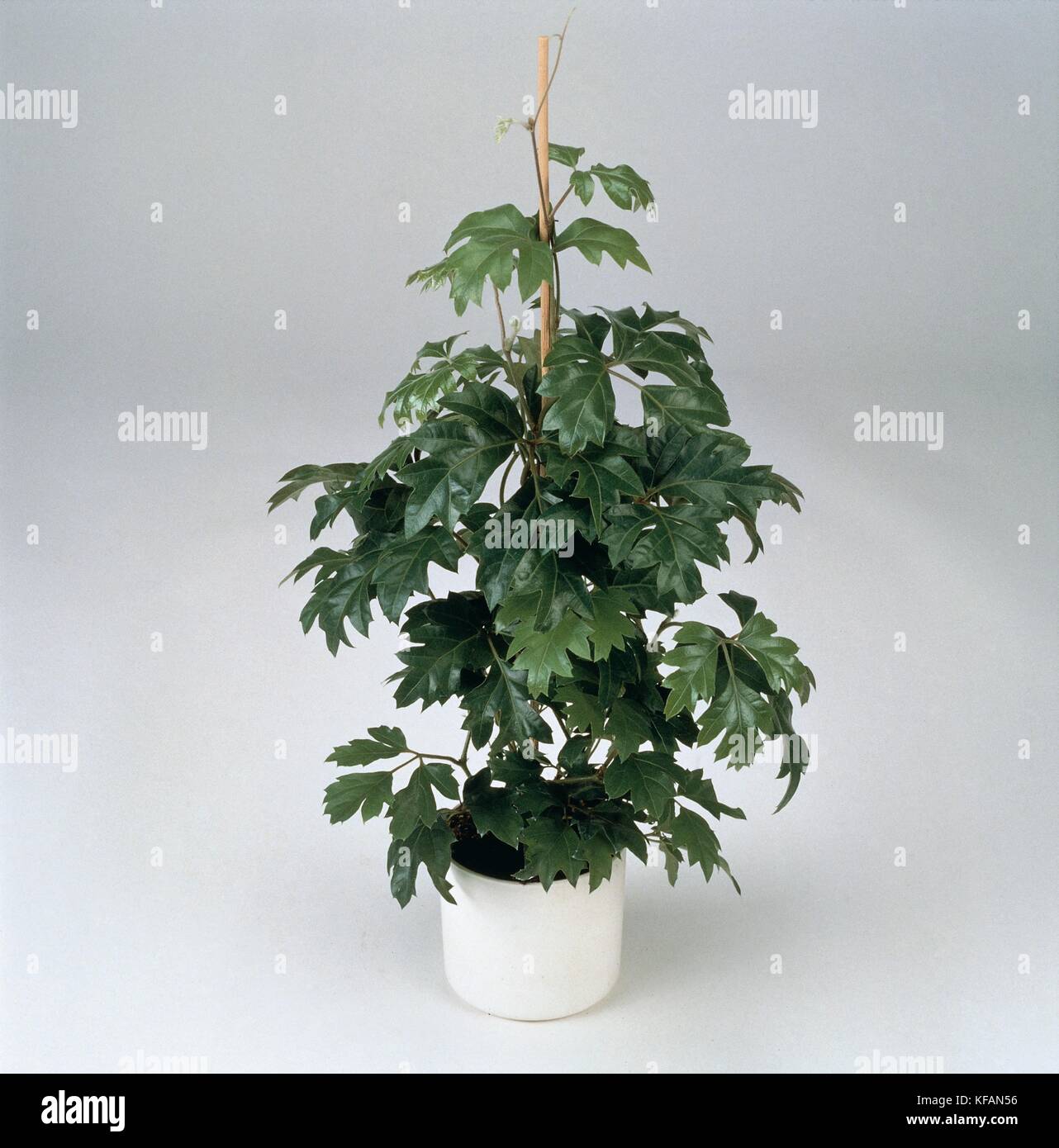 Botany, Indoor plants, Vitaceae, Cissus rhombifolia 'Ellen Danica '. Stock Photo