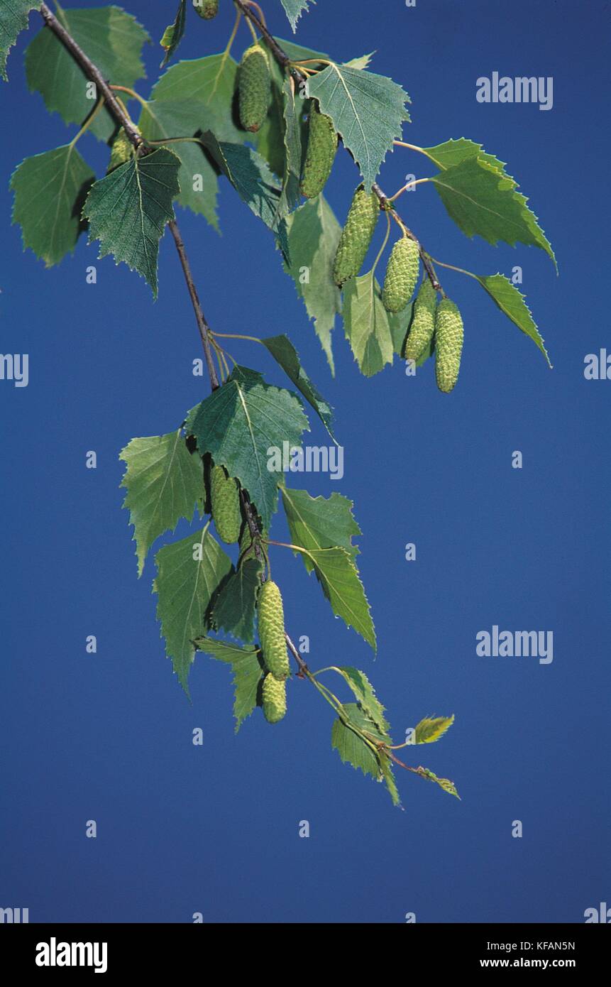 Trees, Betulacee Birch (Betula Alba) Special Leaves Stock Photo - Alamy