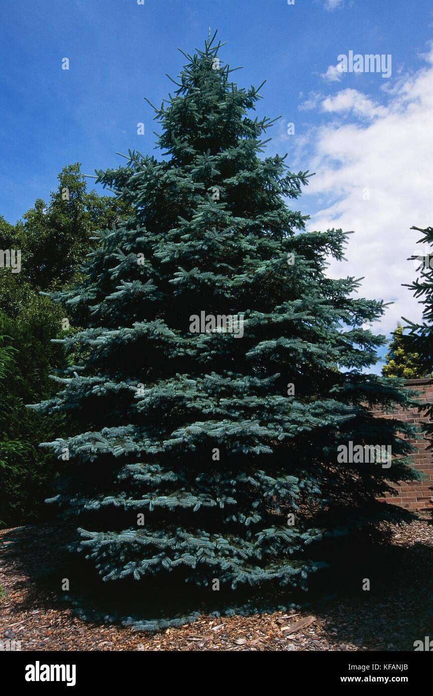 BOTANY, TREES Pinaceae Spruce (Picea pungens glauca) Stock Photo