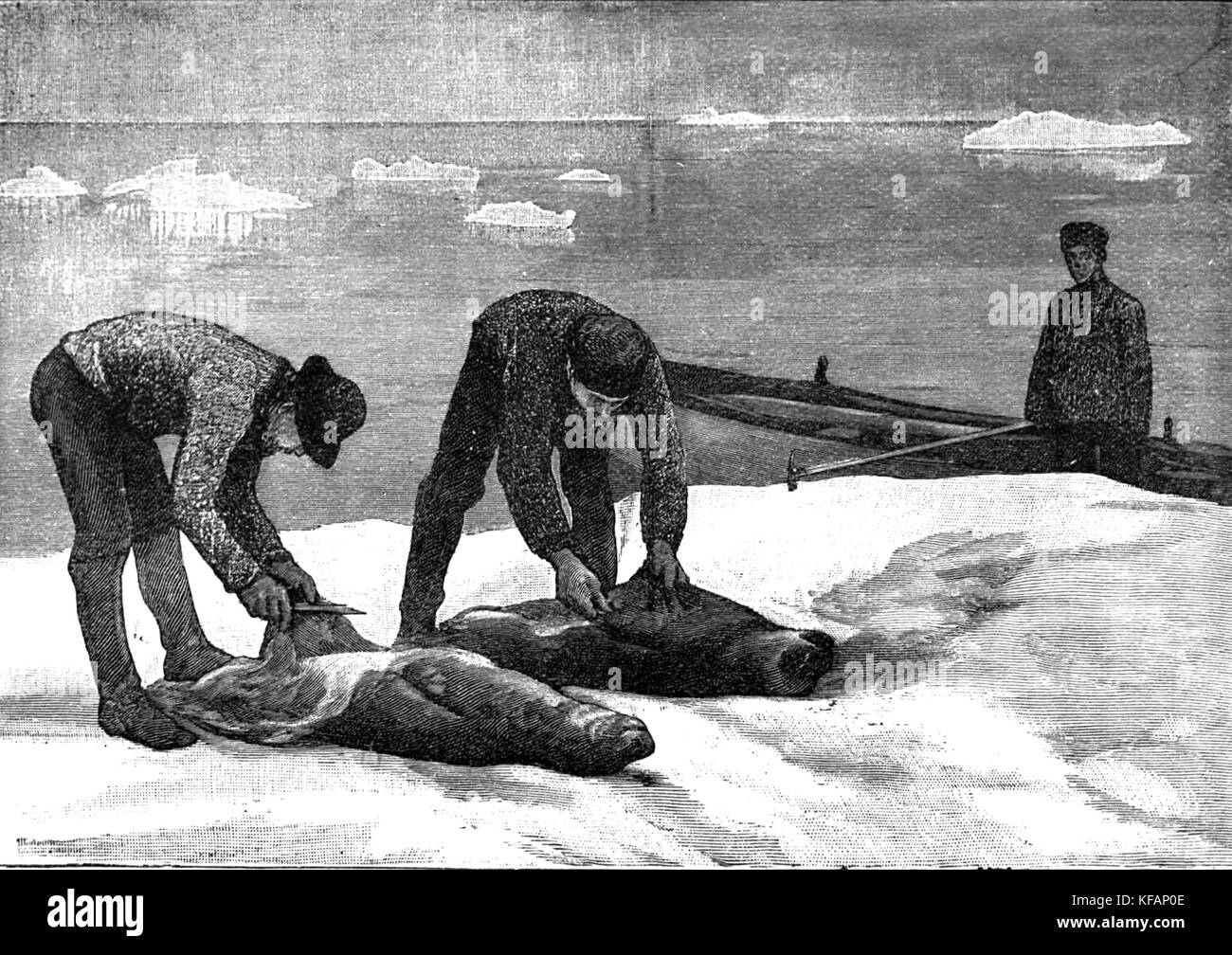 Seal skinning in the late 1800s Stock Photo