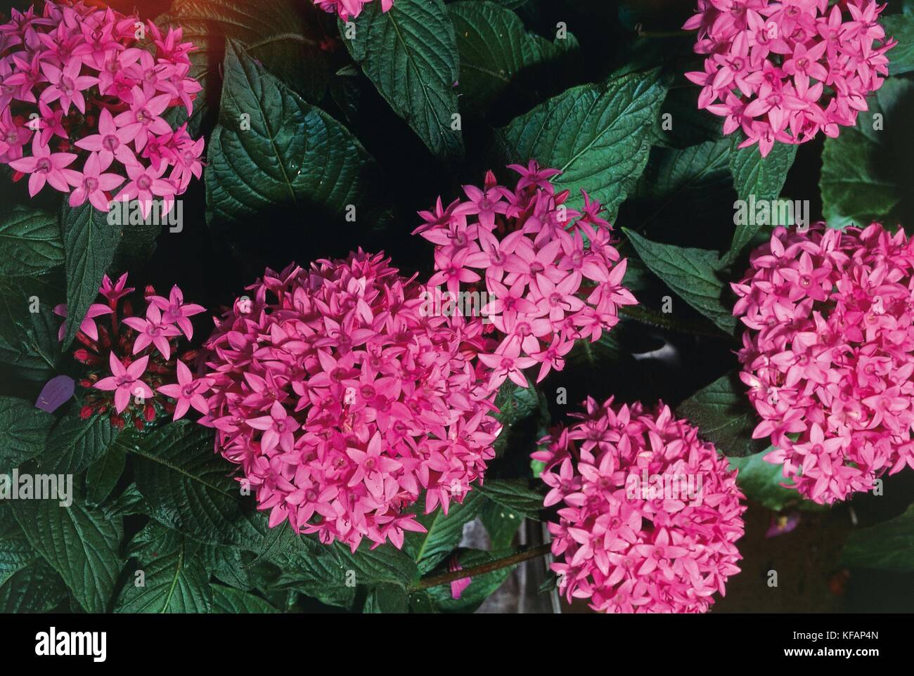 Botany, Rubiaceae, Pentas lanceolata Stock Photo