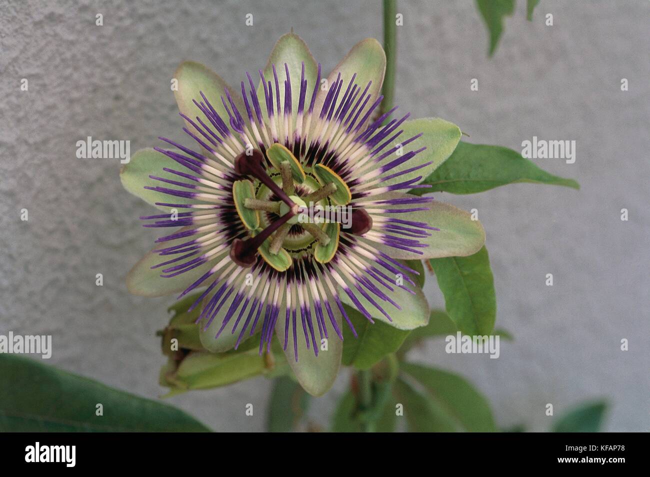 Botany, Passifloracee, Passionflower, inflorescence. Stock Photo