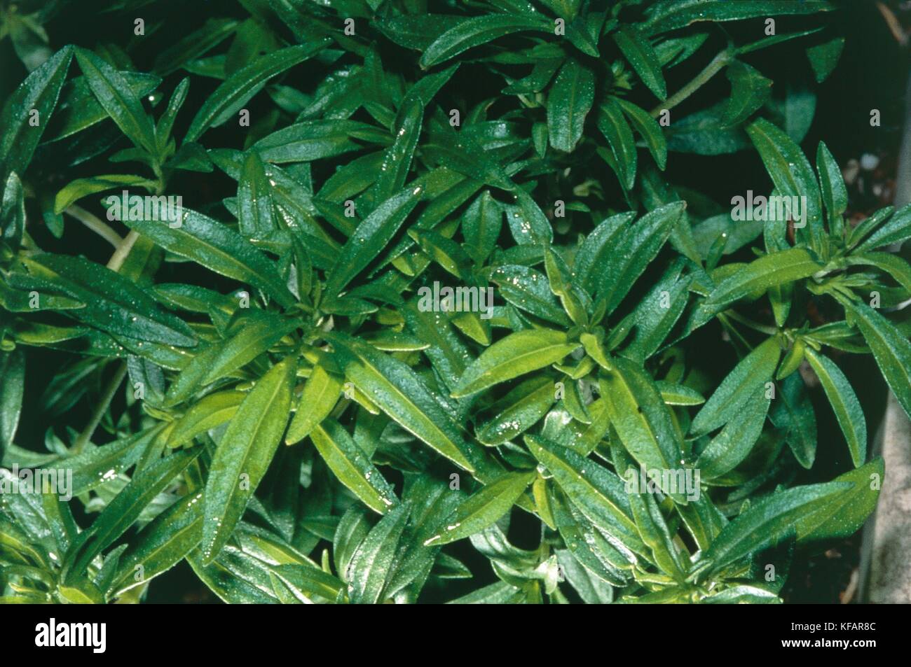 Botany, Labiatae or Lamiaceae, Savory (Satureja). Stock Photo