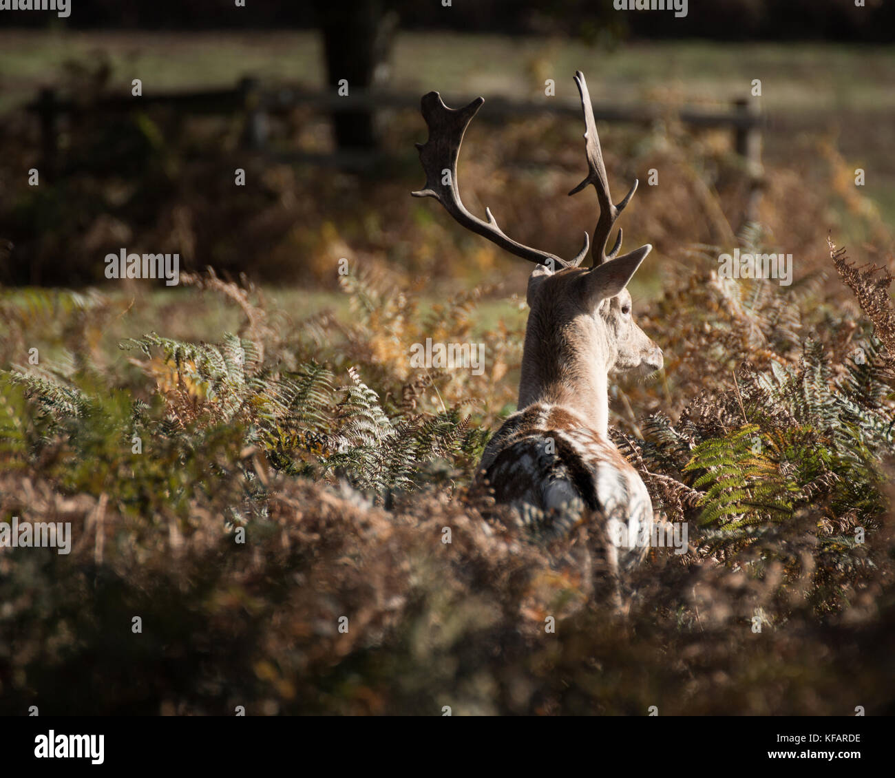 Stag at Bradgate Park. Soft background, sunny autumn day,nice shadows, large stags alone. Stock Photo