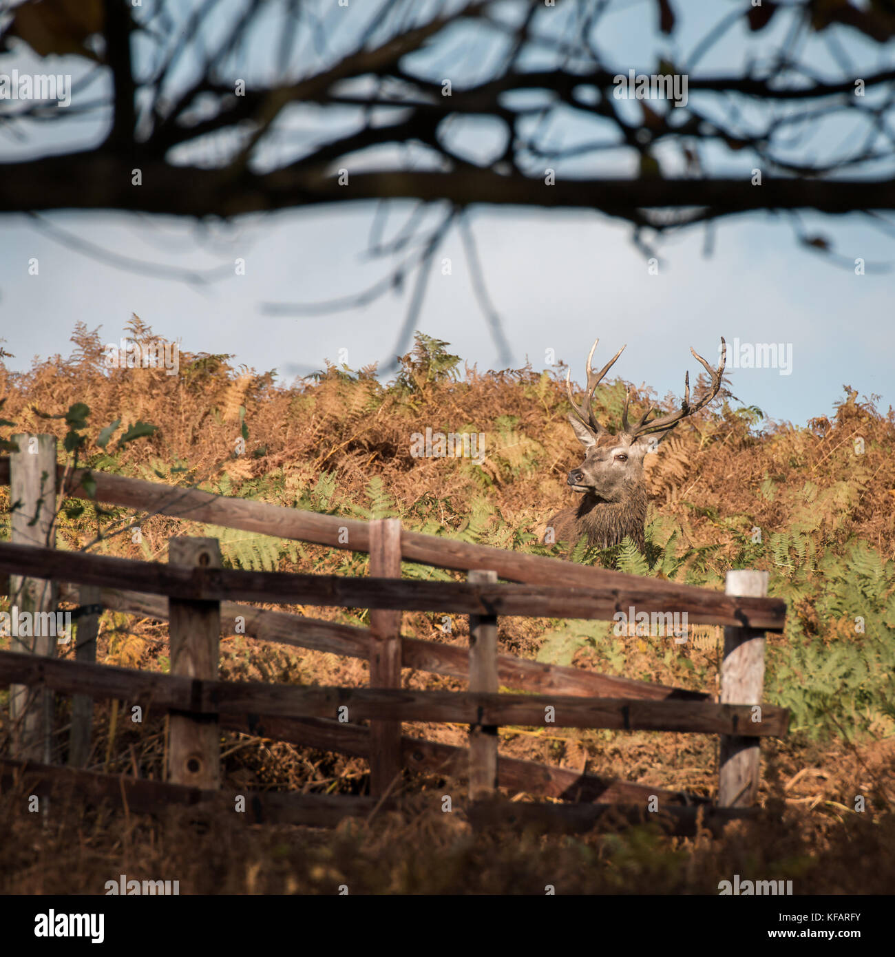 Stag at Bradgate Park. Soft background, sunny autumn day,nice shadows, large stags alone. Stock Photo