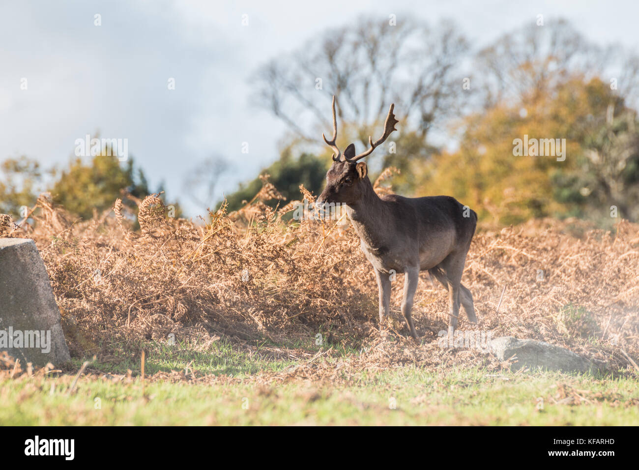 soft stag