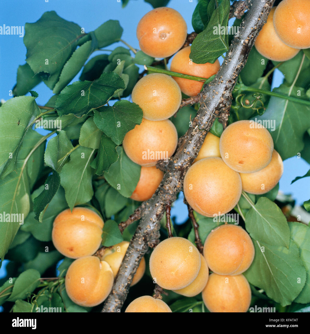 BOTANY, Rosacea apricot (Prunus armeniaca) FRUITS Stock Photo