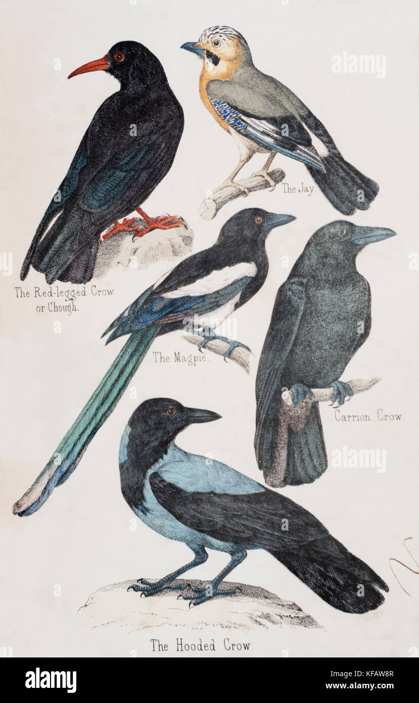 Victorian illustrations of Crow family, Corvids or Corvidae family, with Jay, Magpie,Hooded Crow,Chough, Carrion Crow, United Kingdom Stock Photo