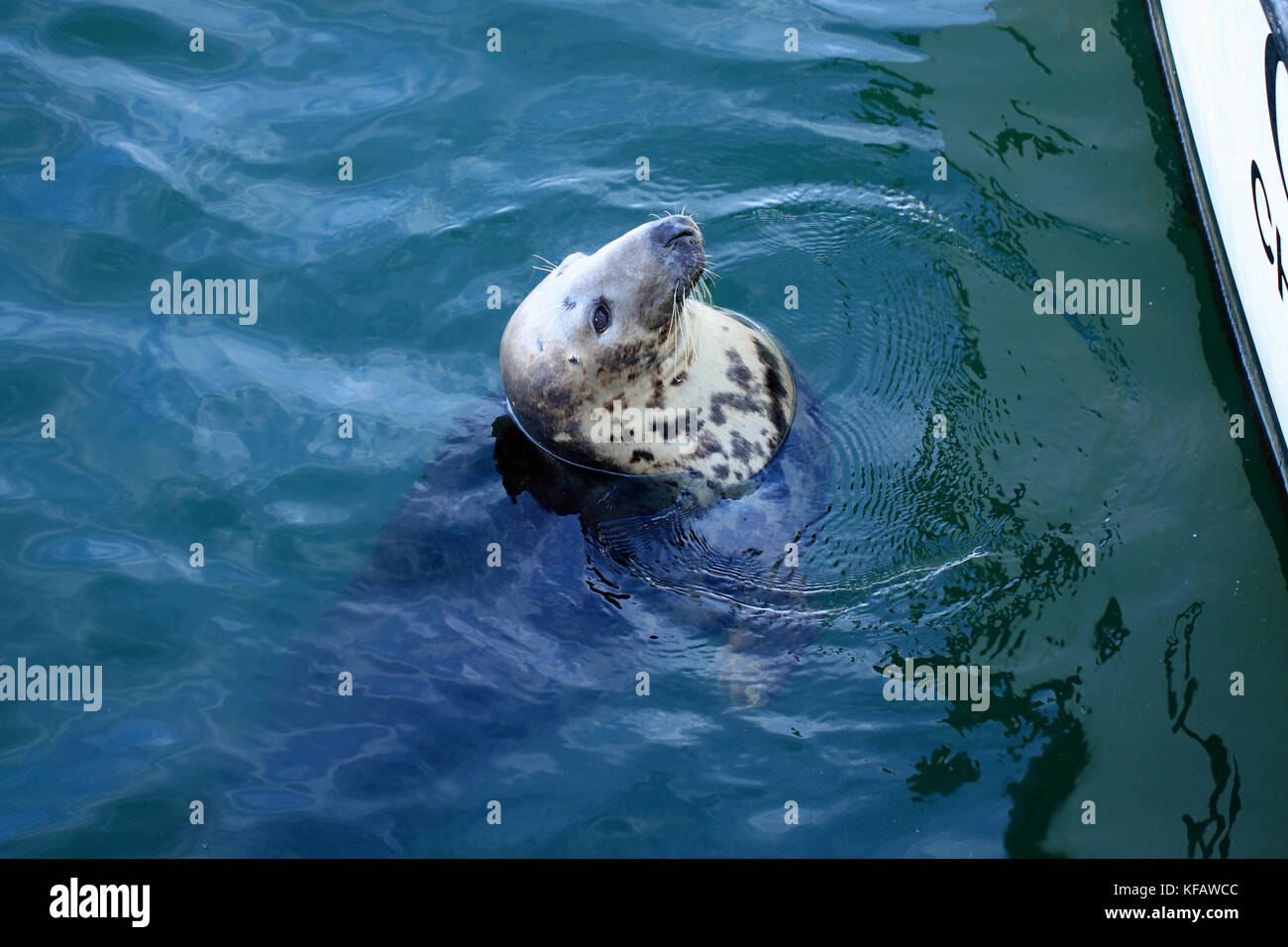 Close-up of female grey seal (Halichoerus grypus atlantica) begging for chum from fishermen at the Chatham Fish Pier, Cape Cod, Massachusetts Stock Photo