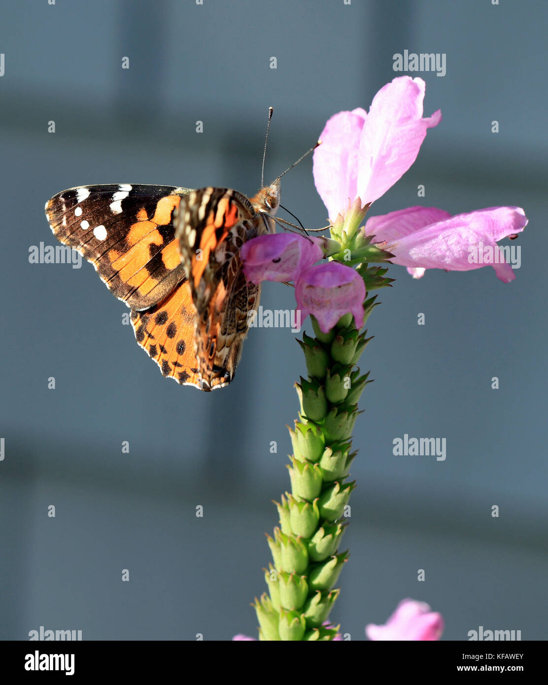 Painted lady butterfly (Vanessa cardui) pollinating a False Dragonhead flower (Physostegia virginiana) Stock Photo