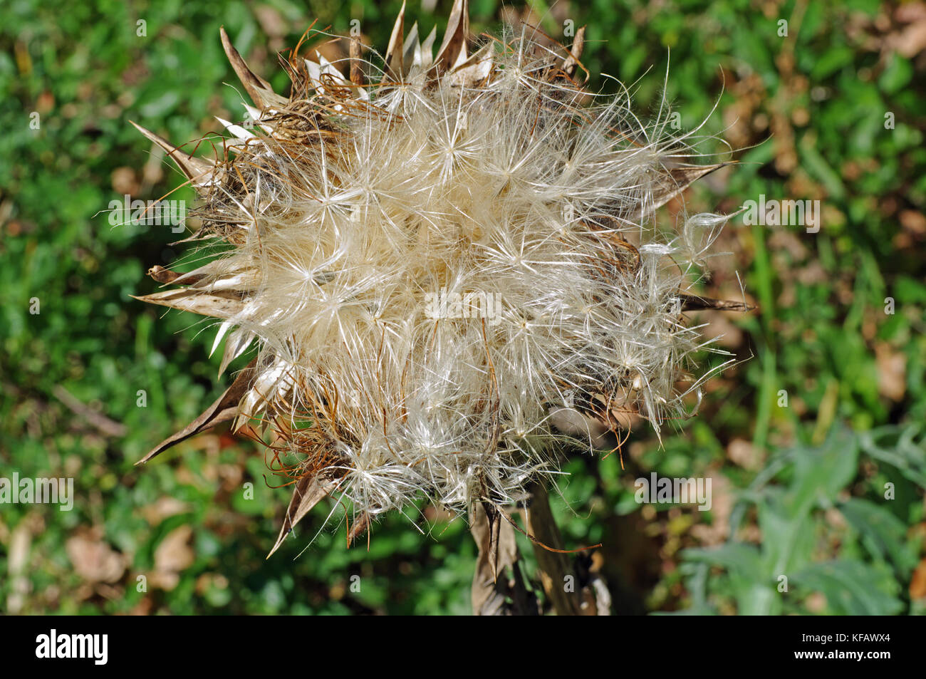 Cynara scolymus, the Globe Artichoke. the head with seeds Stock Photo
