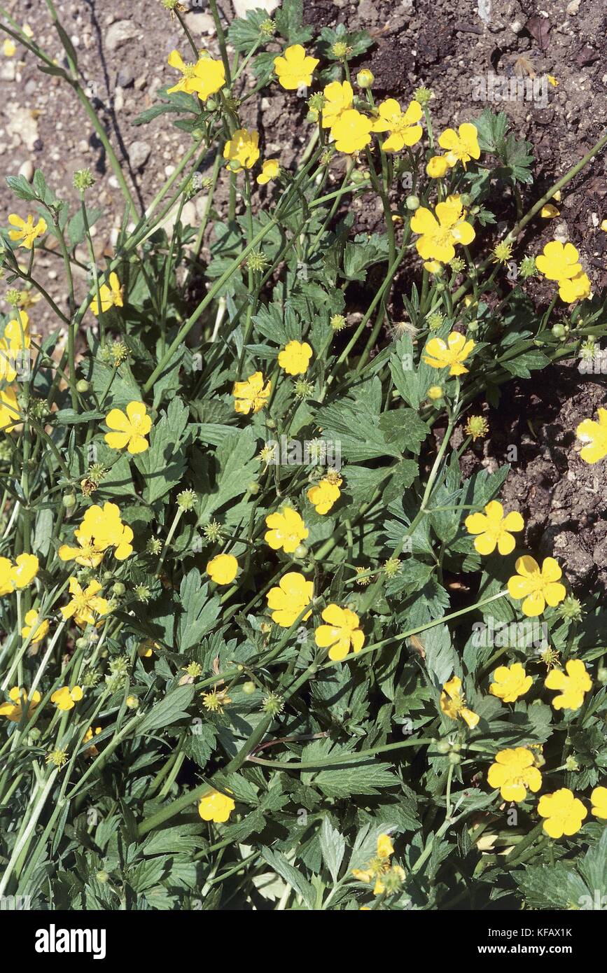 Botany, Ranunculaceae, Creeping buttercup (Ranunculus repens). Stock Photo