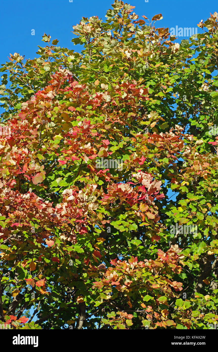 colors in autumn: Trees in the Aurunci Mountains (Monti Aurunci), Italy Stock Photo