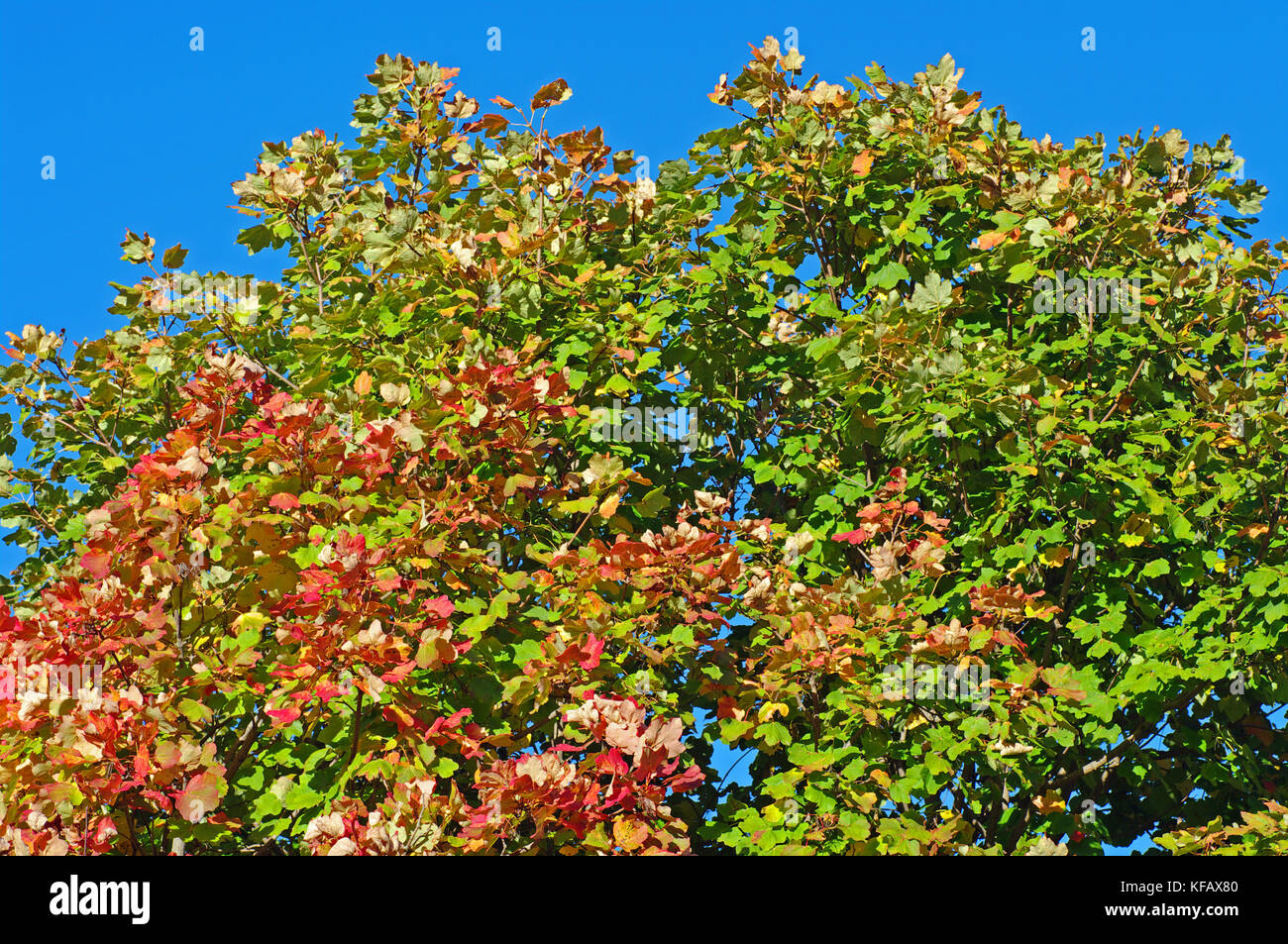 colors in autumn: Trees in the Aurunci Mountains (Monti Aurunci), Italy Stock Photo