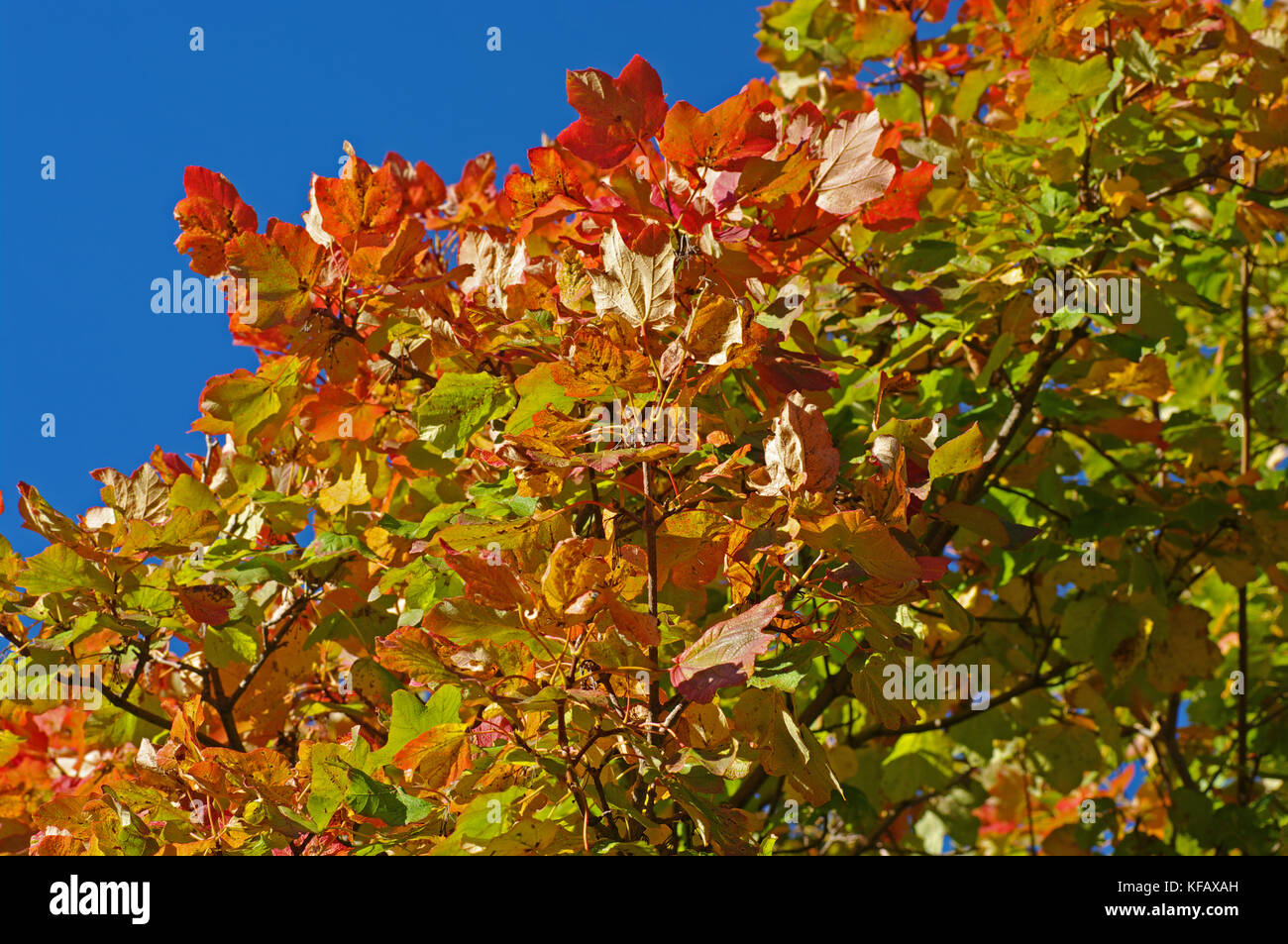 colors in autumn: Trees in the Aurunci Mountains (Monti Aurunci), Italy Stock Photo