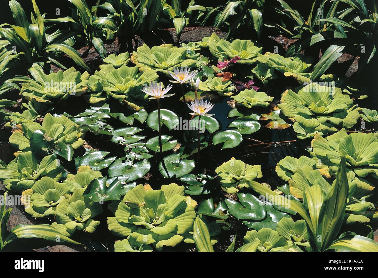 BOTANY, Araceae NINFEACEE TRACK AND LOTUS stratiotes and Nymphaea Stock Photo