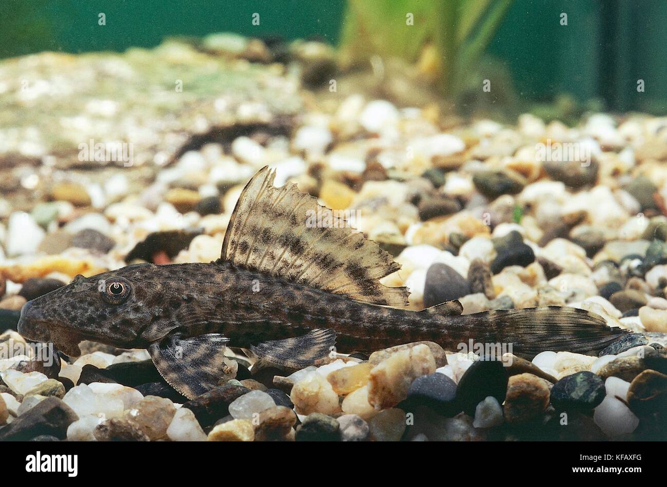 Zoology, Aquarium fish, Siluriformes, Loricariidae, Suckermouth catfish (Hypostomus plecostomus) Stock Photo