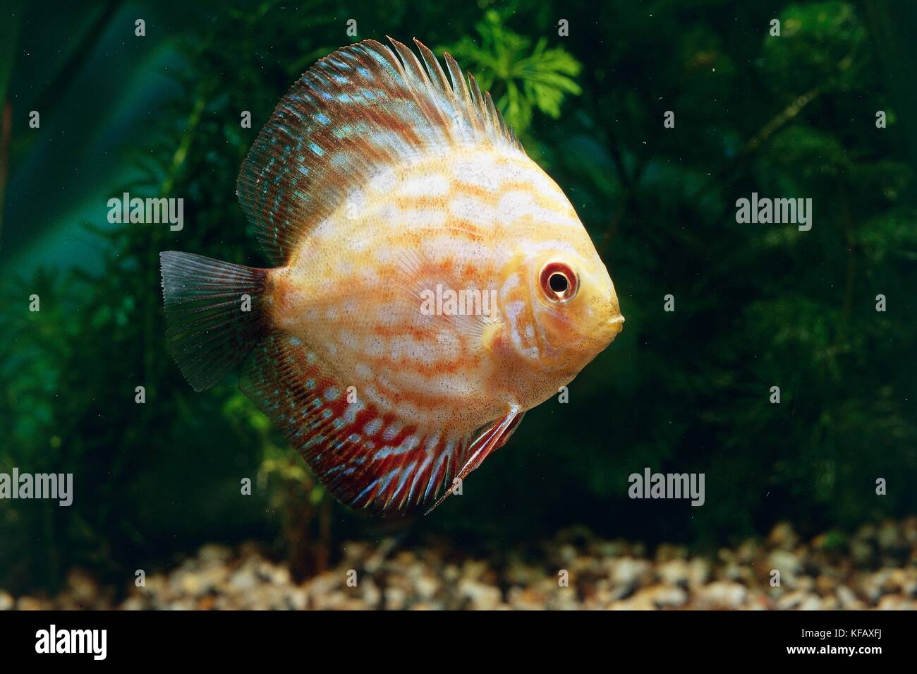Zoology, aquarium fish, Cichlidae, Fish Pompadour or disc Heckel (Symphysodon discus). Stock Photo