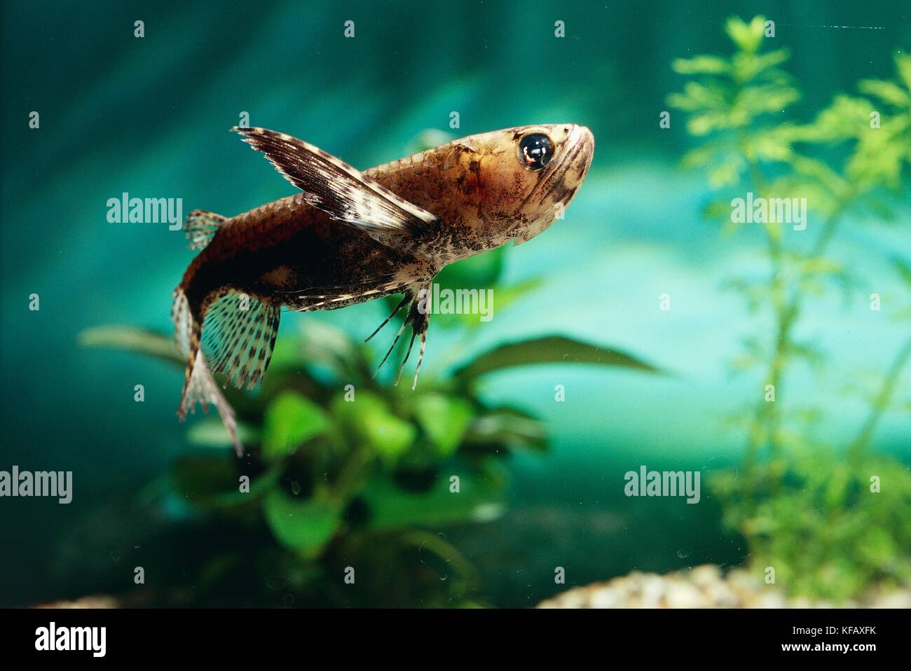 Zoology, aquarium fish, Pantodontidi, African butterfly fish (Pantodon Buchholz). Stock Photo