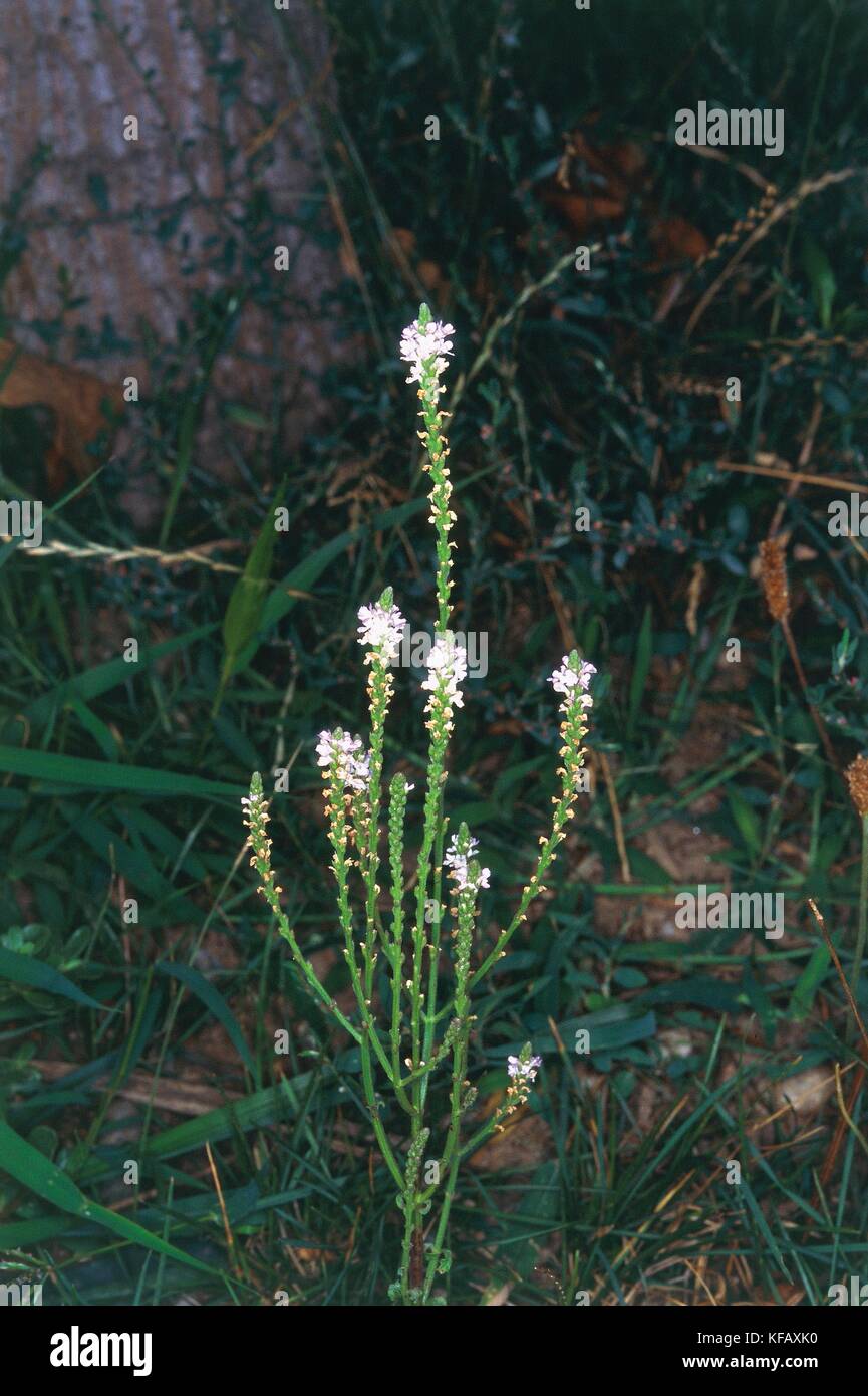 Botany, Verbenacee, Verbena (Verbena officinalis) Stock Photo