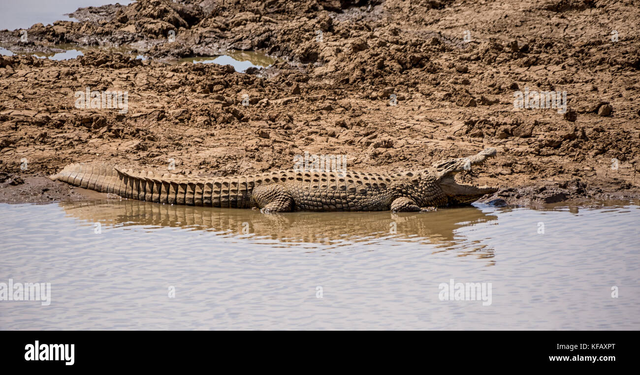 A Nile Crocodile resting on a riverbank in the Namibian savanna Stock ...