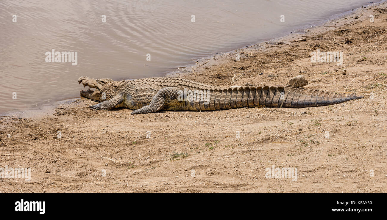 A Nile Crocodile resting on a riverbank in the Namibian savanna Stock ...