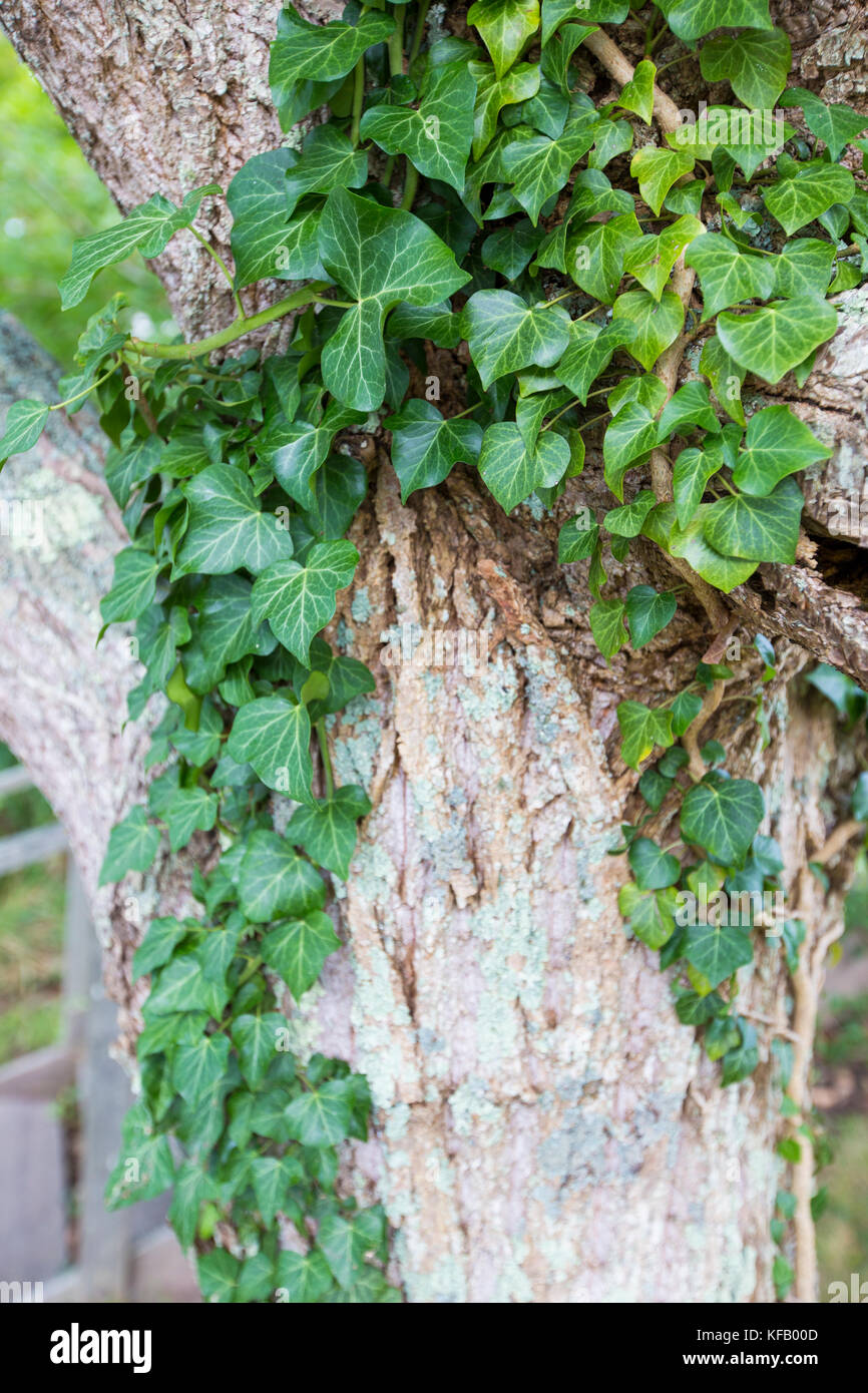 English ivy climbing pine tree hi-res stock photography and images - Alamy