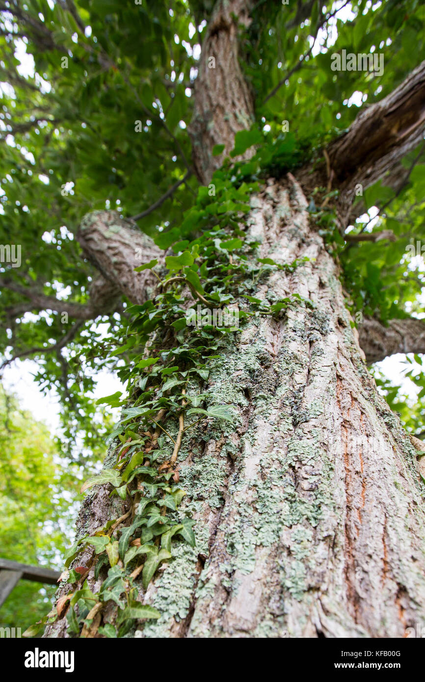English ivy climbing pine tree hi-res stock photography and images - Alamy