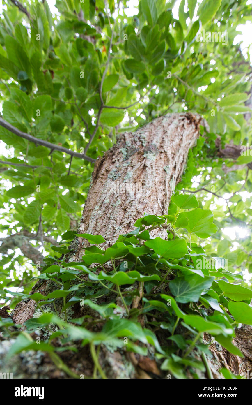 English ivy climbing pine tree hi-res stock photography and images - Alamy