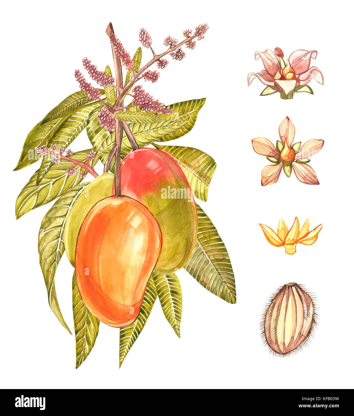 Mango tree vintage design template. Watercolor botanical illustration