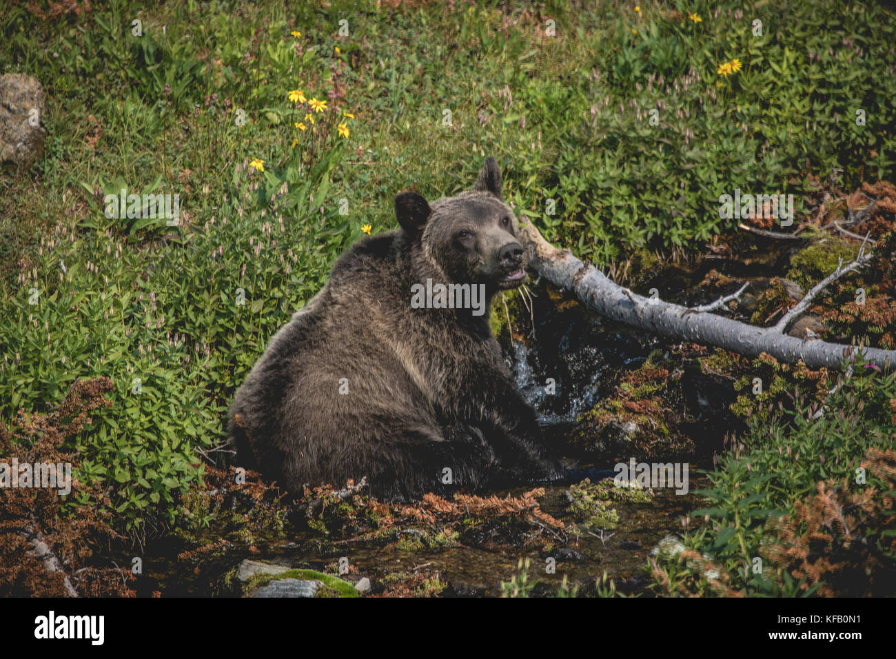 A grizzly bear fishes for food in Lunch Creek at the Glacier National Park September 6, 2017 in Montana.   (photo by NPS Photo via Planetpix) Stock Photo