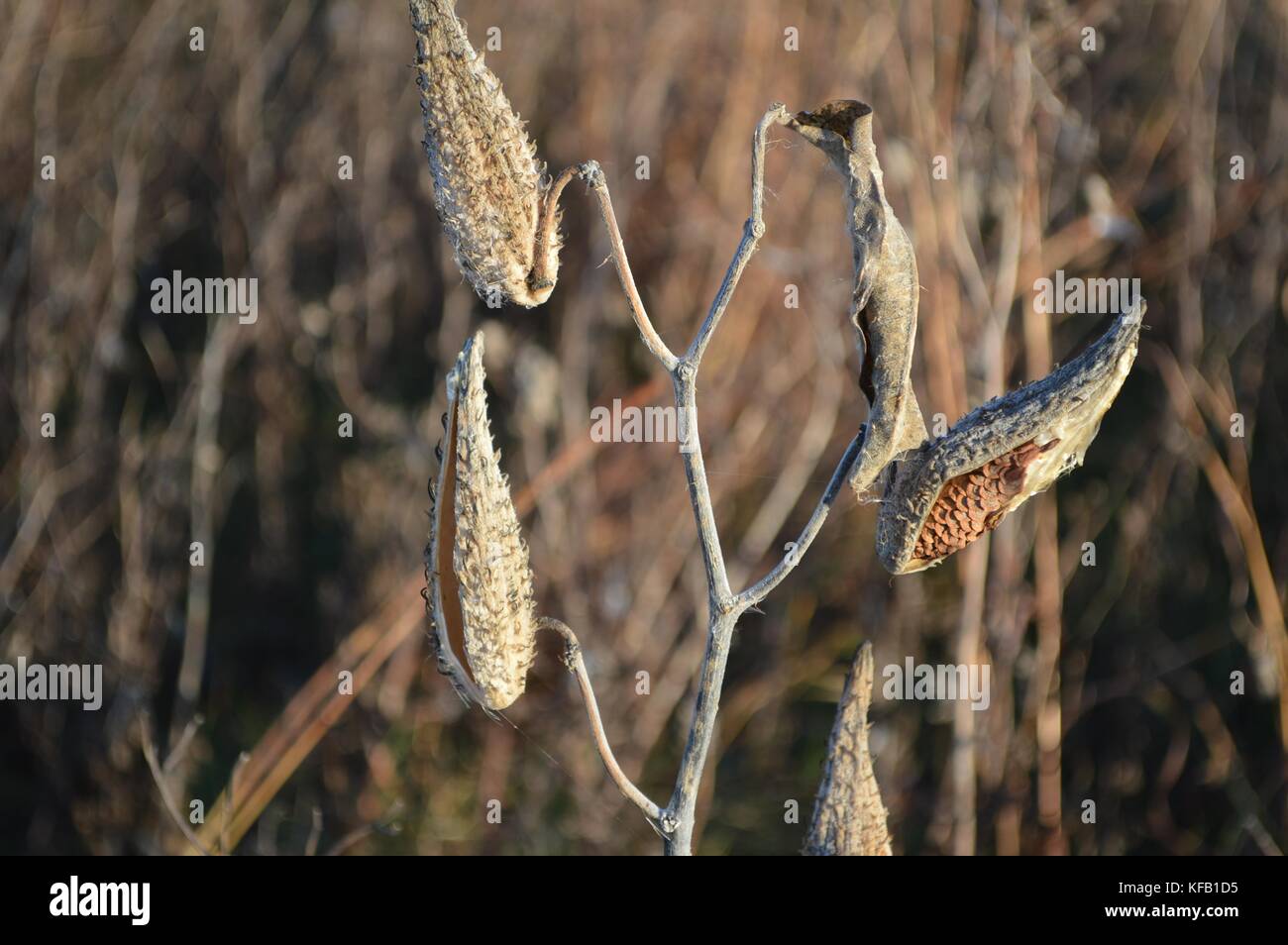 A swamp milkweed plant exposes its milkweed seed pods at the Madison Wetland Management District October 17, 2016 in South Dakota.    (photo by Kate Miyamoto via Planetpix) Stock Photo