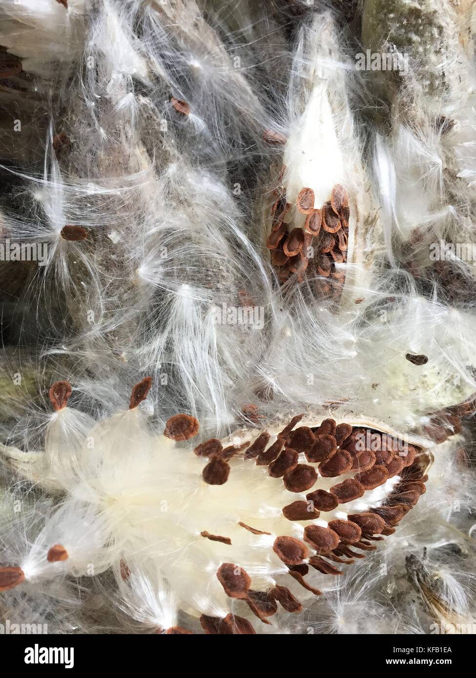 A swamp milkweed plant exposes its milkweed seed pods at the Madison Wetland Management District October 17, 2016 in South Dakota.    (photo by Kate Miyamoto via Planetpix) Stock Photo
