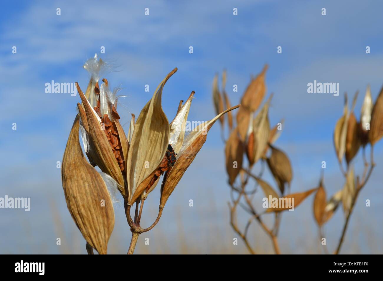 Swamp milkweed plants expose their milkweed seed pods at the Madison Wetland Management District October 19, 2016 in South Dakota.    (photo by Kate Miyamoto via Planetpix) Stock Photo