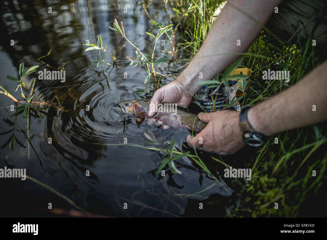 Howe Lake A fisherman releases a westslope cutthroat trout into Howe Lake at the ...